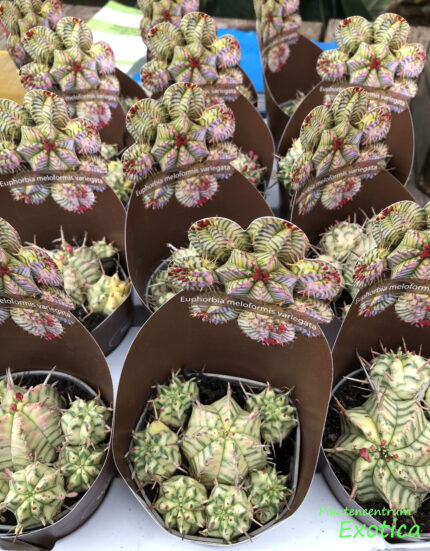 Euphorbia Meloformis variegata – Image 2