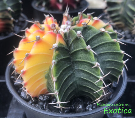 Gymnocalycium mihanovichii variegata