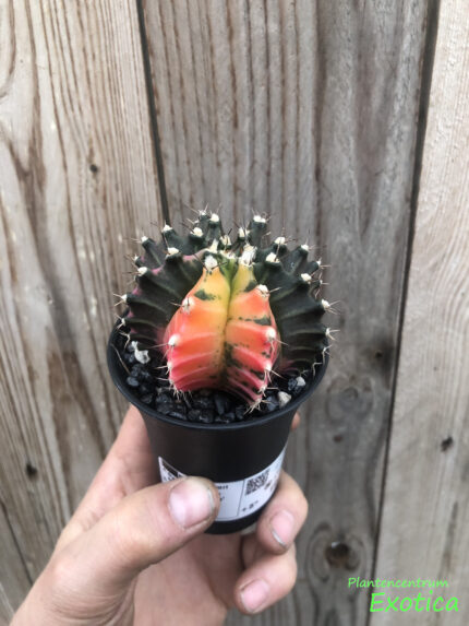 Gymnocalycium mihanovichii variegata – Image 3