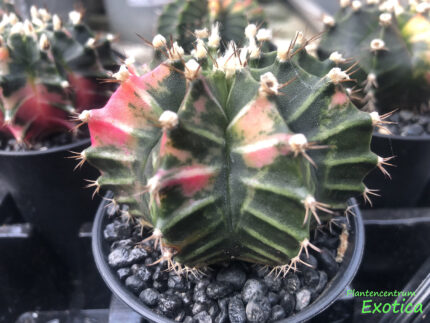 Gymnocalycium mihanovichii variegata – Image 4
