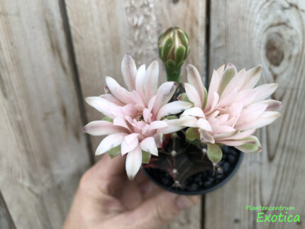 Gymnocalycium mihanovichii variegata – Image 6