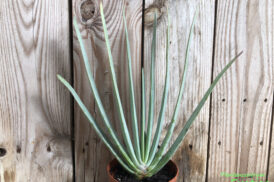 Aloe Plicatillis – Fan Aloe