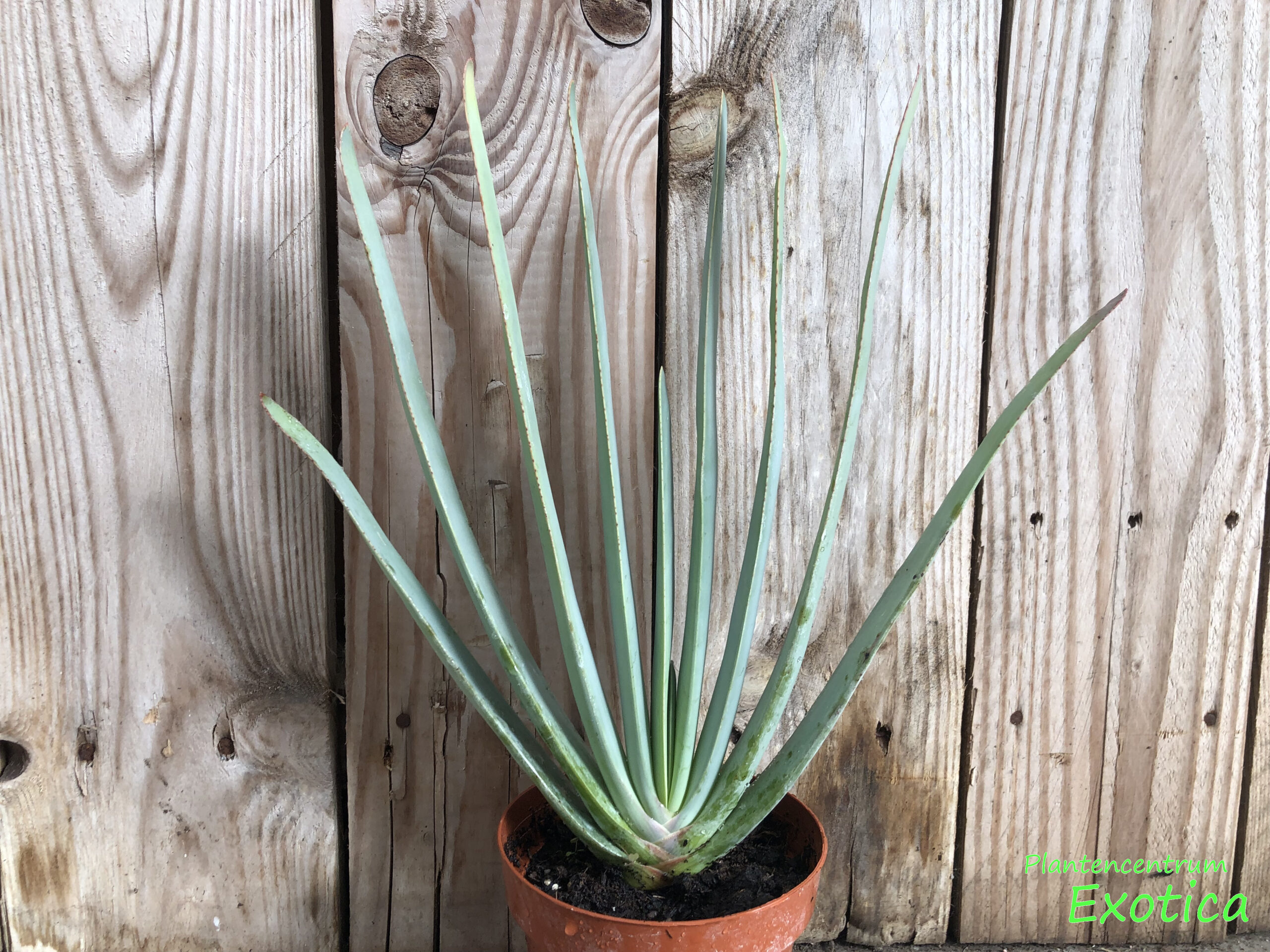 Aloe Plicatillis – Fan Aloe