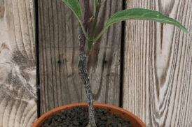 Baseonema gregorii