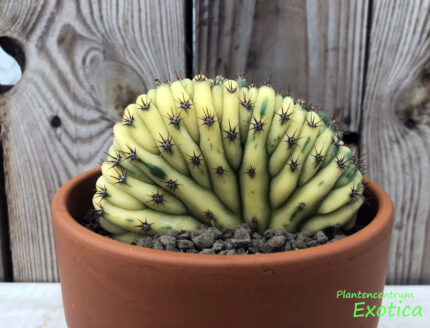 Trichocereus Pachanoi Cristata Citron (50/50)