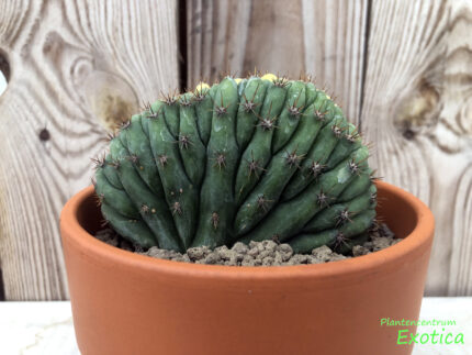 Trichocereus Pachanoi Cristata Citron (50/50) – Image 2