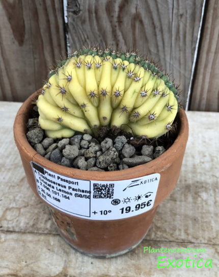 Trichocereus Pachanoi Cristata Citron (50/50) – Image 5