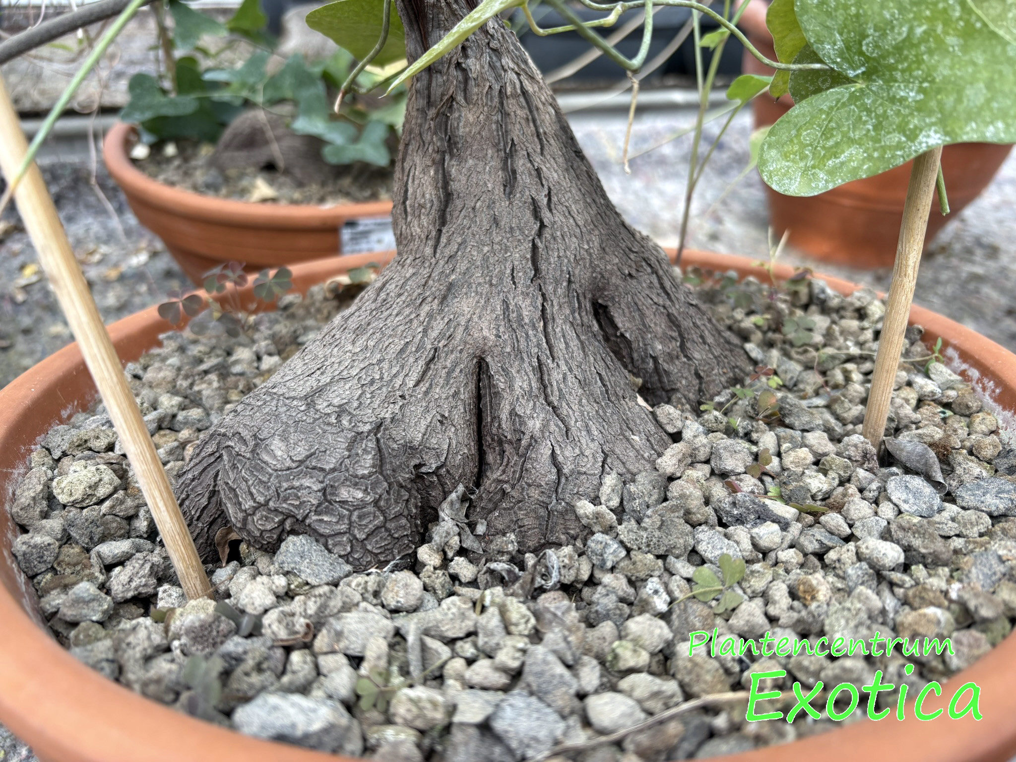 Dioscorea Silvatica