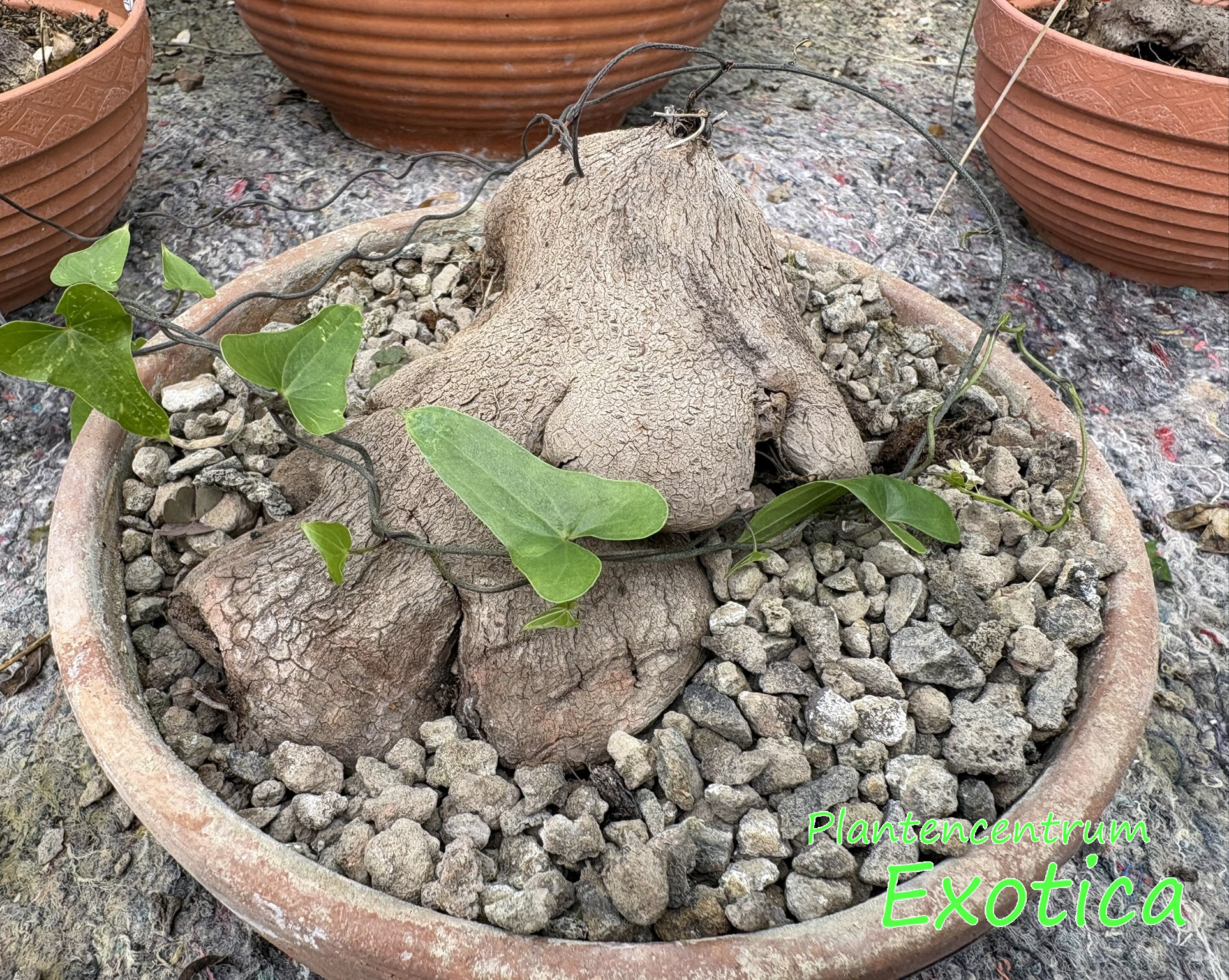 Dioscorea Silvatica - Afbeelding 2