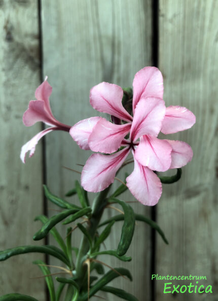 Pachypodium succulentum – Bild 2