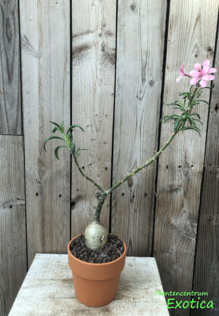 Pachypodium succulentum – Bild 3