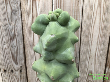 Lophocereus Schottii v. monstruosus