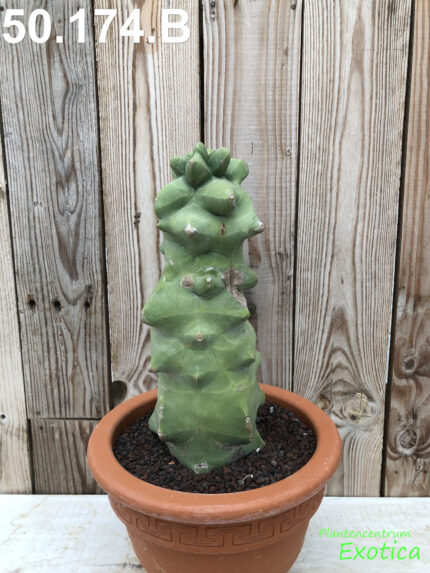 Lophocereus Schottii v. monstruosus - Image 2
