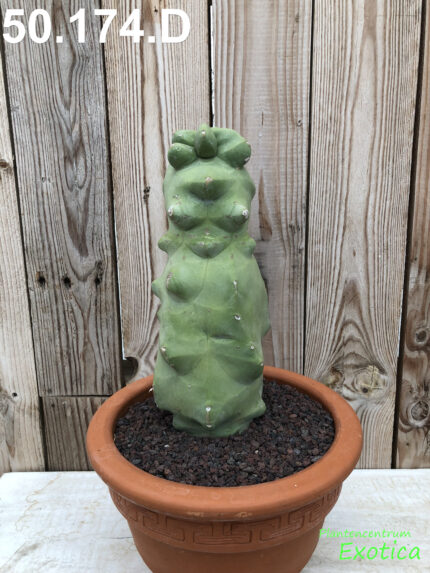 Lophocereus Schottii v. monstruosus - Image 4