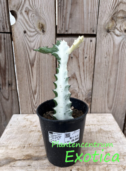 Euphorbia lactea 'White Ghost' – Image 2