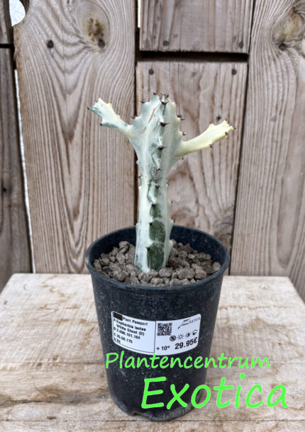 Euphorbia lactea 'White Ghost' – Image 8