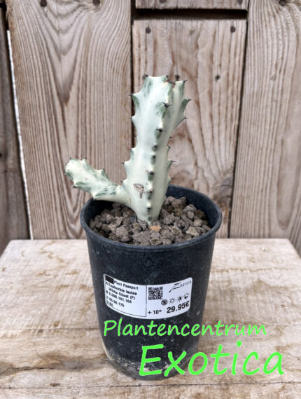 Euphorbia lactea 'White Ghost' – Image 6