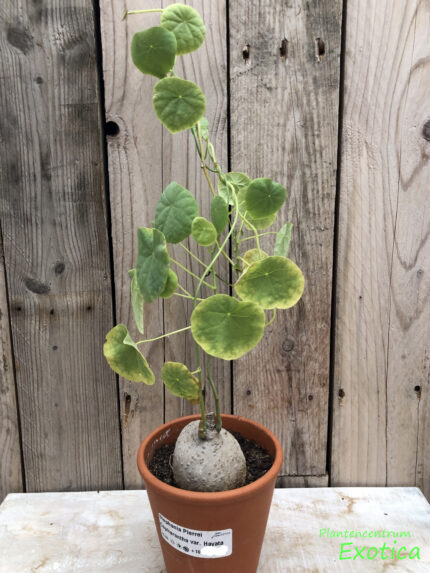 Stephania cepharantha var.
Hayata