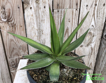 Agave Impressa