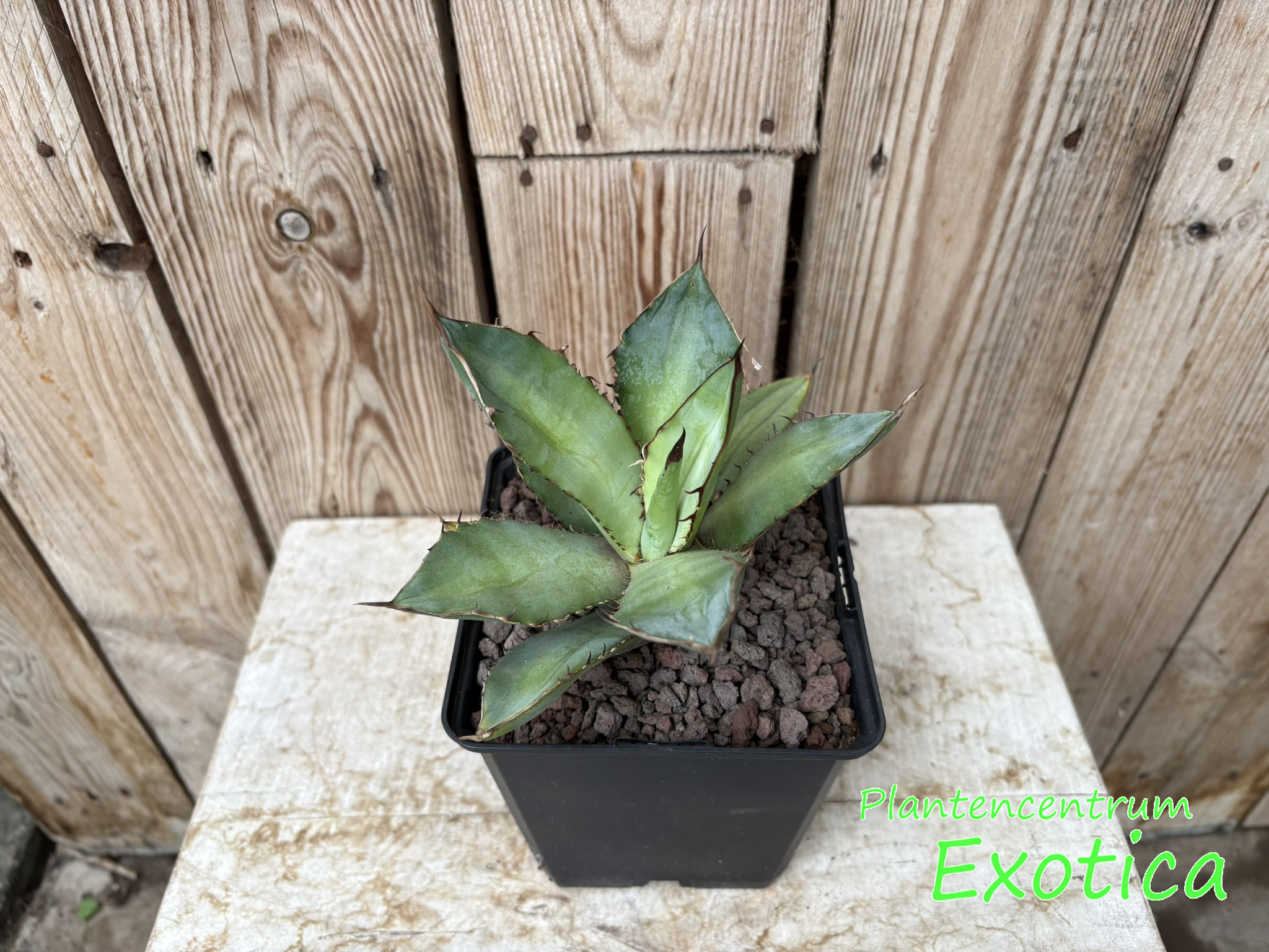 Agave Titanota