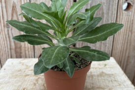 Pachypodium Saundersii