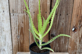 Aloe arborescens variegata