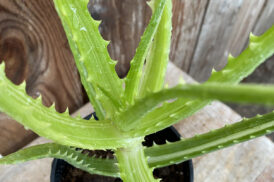 Aloe arborescens variegata