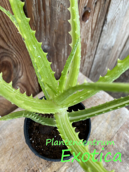 Aloe arborescens variegata - Image 2
