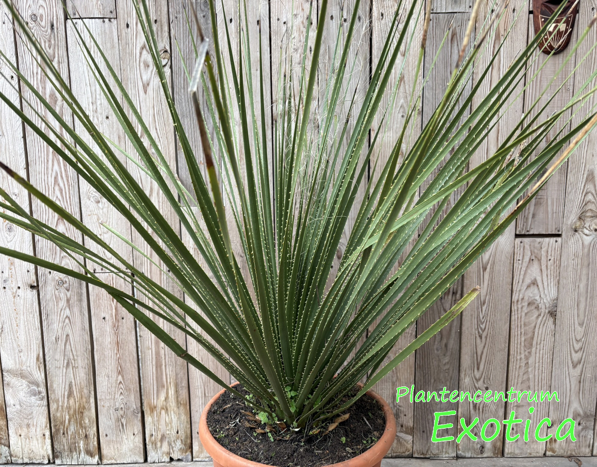 Dasylirion Acrotrichum - Frayed Sotol - Afbeelding 2