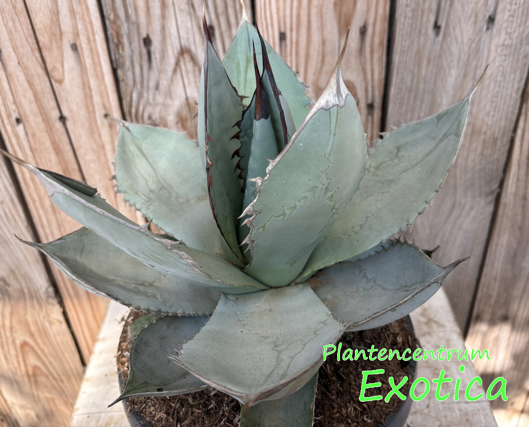 Glace blanche d’Agave Titanota
