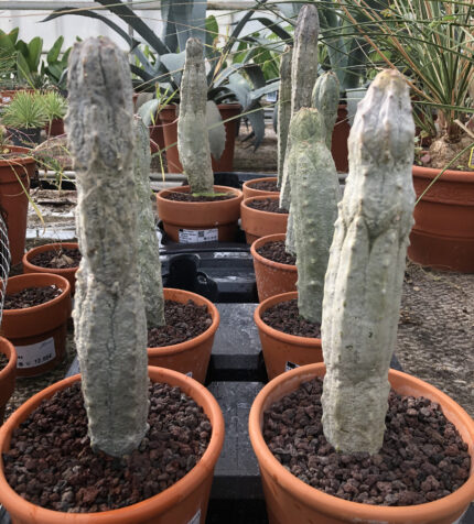 Euphorbia abdelkuri - Image 2