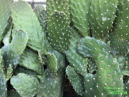 Opuntia Consolea