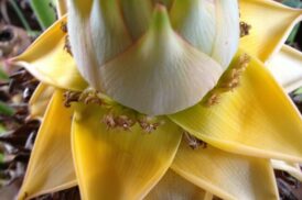 Musella Lasiocarpa (Goldene Lotus-Banane)