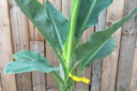 Musella Lasiocarpa (Goldene Lotus-Banane)