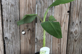 Musa chiliocarpa – Thousand Fingers Banana