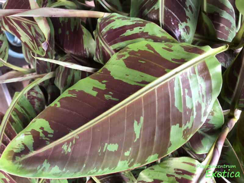 Musa accuminata ‘Zebrina’ – Plantencentrum Exotica
