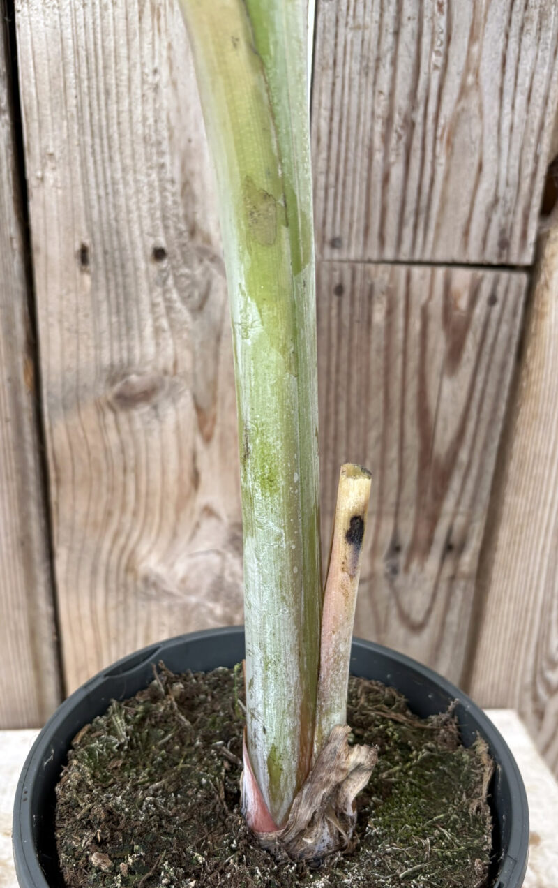 Musa Blue Java “Ice Cream” – Plantencentrum Exotica