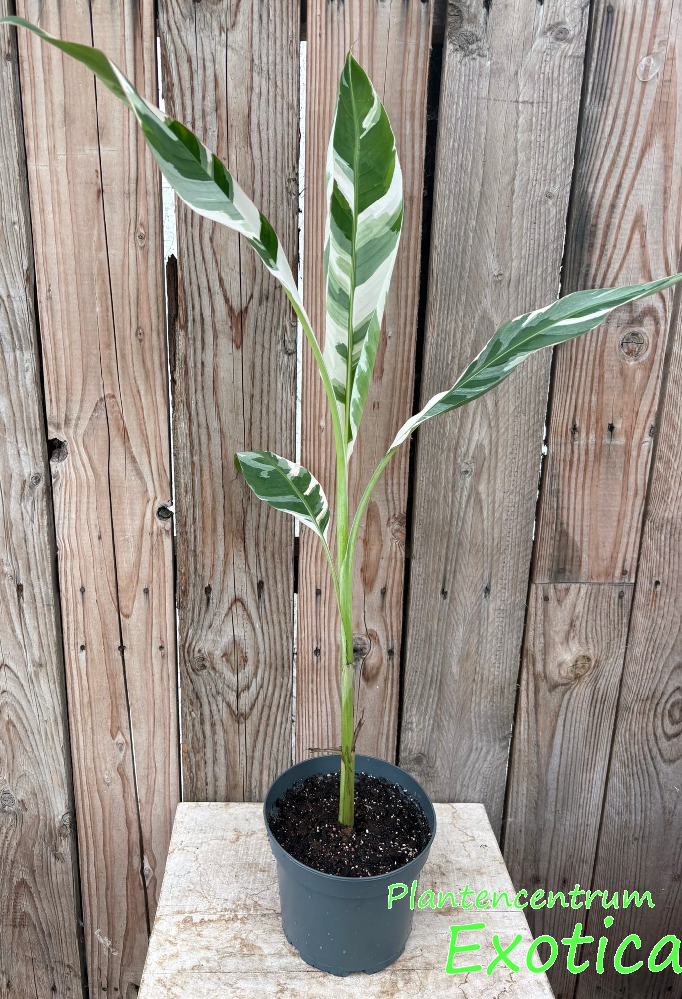 Musa Florida Variegata - Afbeelding 3