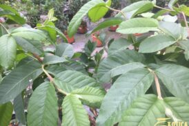 Psidium Guajava (Guave) (Rood)