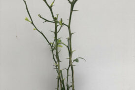 Poncirus trifoliata – wilde citroen