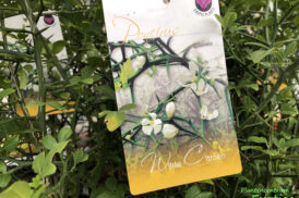 Poncirus trifoliata (citron sauvage)