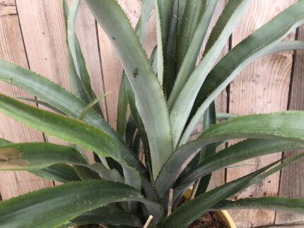 Ananas comosus - Ananas - Pineapple - Image 3