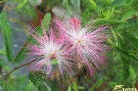 Calliandra Dixie Pink