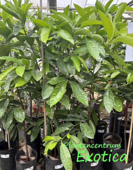 Diospyros Nigra - Schwarzer Zapote