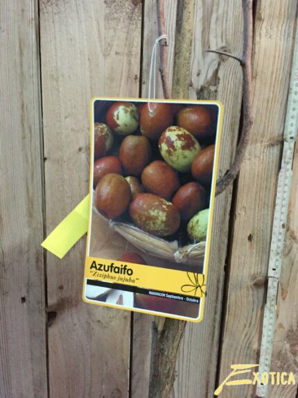 Ziziphus Jujuba (Chinese date tree)