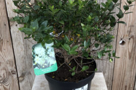 Myrtus communis – Mirte