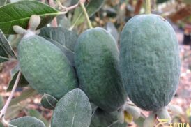 Acca Sellowiana/Feijoa Sellowiana (Ananas Guave)(Pick up)