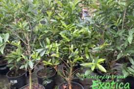 Eugenia aggregata – Kirsche vom Rio Grande