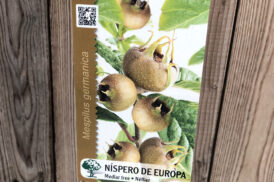 Mespilus Germanica – Europese Mispel