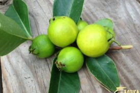 Psidium Littorale (aarbei guave & gele guave)